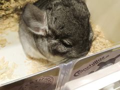 -龙猫仔乐园(惠福东路店)