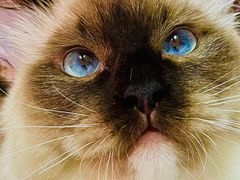 -艾吉宠物医院·疑难杂症转诊中心·猫友好(碧江路院)
