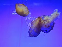 -上海海洋水族馆