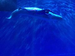 -芜湖新华联大白鲸海洋公园