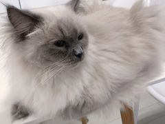 -喵的天空名猫咖啡馆·撸猫·猫舍·用品