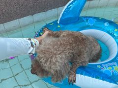 -帕帕拉兹宠物(亚洲旗舰店)