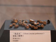 -北京周口店北京人遗址博物馆