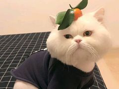 -嘉陵楼馋嘴城(簋街总店)