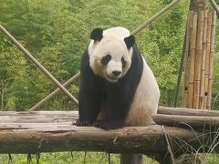 -都江堰中华大熊猫苑