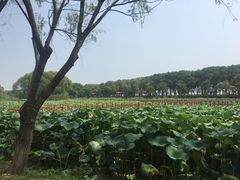 -洪湖生态旅游区