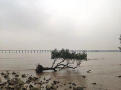 -宝安西湾红树林湿地公园