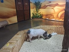 -昆明大悦城未来动物城(螺蛳湾中心店)