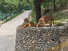 -栾川竹海野生动物园