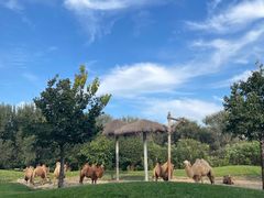 -北京野生动物园