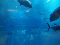 -迪拜水族馆及水下动物园