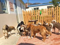 -趣玩宠物乐园寄养训犬训狗游泳池