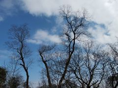 -上海佘山国家森林公园天马山园