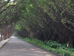 -大湾区中央湿地公园