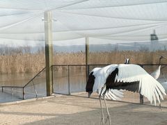 -盐城丹顶鹤湿地生态旅游区