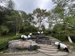 -都江堰中华大熊猫苑