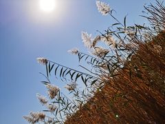 -北京麋鹿生态实验中心
