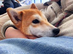 -怪兽屋·羊驼·猫咖·狗咖(俊华广场店)