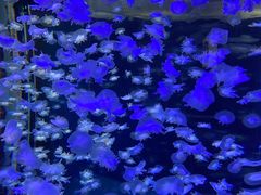 -太平洋海底世界