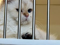 -十月米努特矮脚猫舍