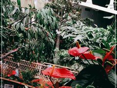 -正佳雨林生态植物园