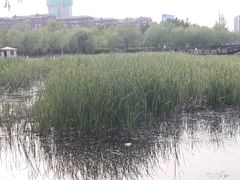 -前关湿地公园