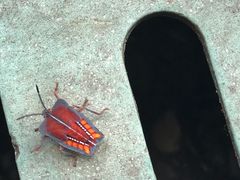 -深圳野生动物园