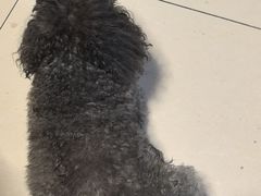 -美联众合动物医院·24h转诊中心