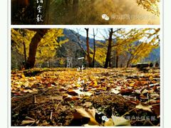 -南雄冯屋银杏山庄