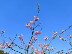 -南山植物园