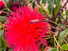 -西双版纳基诺山寨