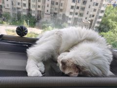 -糯米喵星人总部直营旗舰店·猫舍·幼猫出售