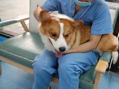 -博特宠物医院24h犬猫全科.骨科·异宠