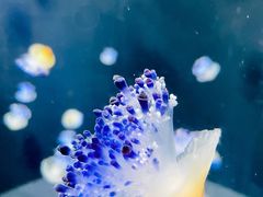 -新加坡海洋生态馆