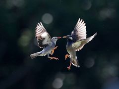 -上海虹桥国际机场1号航站楼-P2停车场