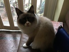 -猫色咖啡·猫咖