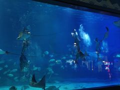 -烟台海昌鲸鲨海洋公园