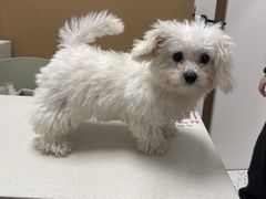 -瑞派康怡24h宠物医院·犬猫医疗中心·微创绝育(瑞景分院)