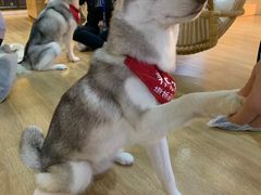 -Husky Go! 哈士奇体验馆·宠物咖啡厅狗咖