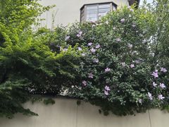 -醍醐寺