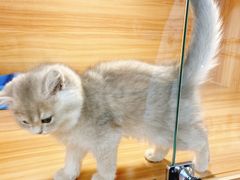 -猫十亿·布偶金渐层·曼基康矮脚猫舍(青年路店)