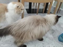 -喵园·猫主题咖啡厅·撸猫·猫咖(国贸店)