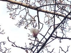 -真庆观