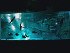 -泉城欧乐堡海洋极地世界