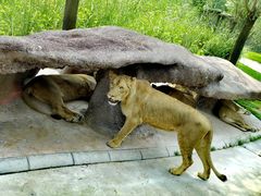 -北京野生动物园