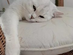 -平行世界·猫咖(首经贸店)