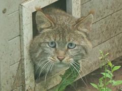 -青藏高原野生动物园
