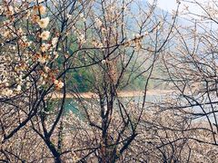 -广州市流溪河国家森林公园