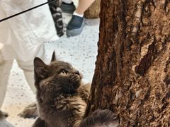 -毛绒耶耶撸宠馆·猫咖·狗咖·荷兰猪咖