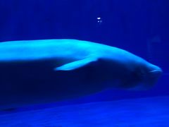 -芜湖新华联大白鲸海洋公园